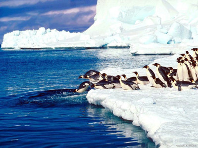 Antarktida v jednom kole - Antartique printemps express - CZ