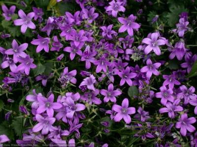 http://www.wallpaper.cz/primo/old_ir/clematis--400x300.jpg