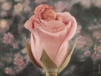 anne geddes wallpapers. Anne Geddes- miminka lt;3