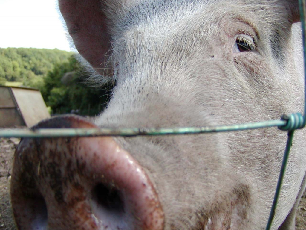 Tapeta oinkoink Tapeta oinkoink