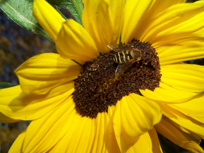 Tapeta: slunečnice včela Tapeta: slunečnice včela