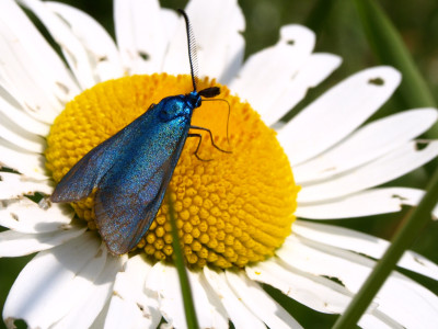 Tapeta: Modrý hmyz