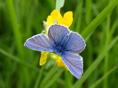 Tapeta: Modrý motýl