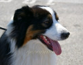 Tapeta  Australian Shepherd 1