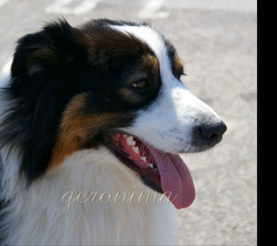 Tapeta _australian_shepherd_1