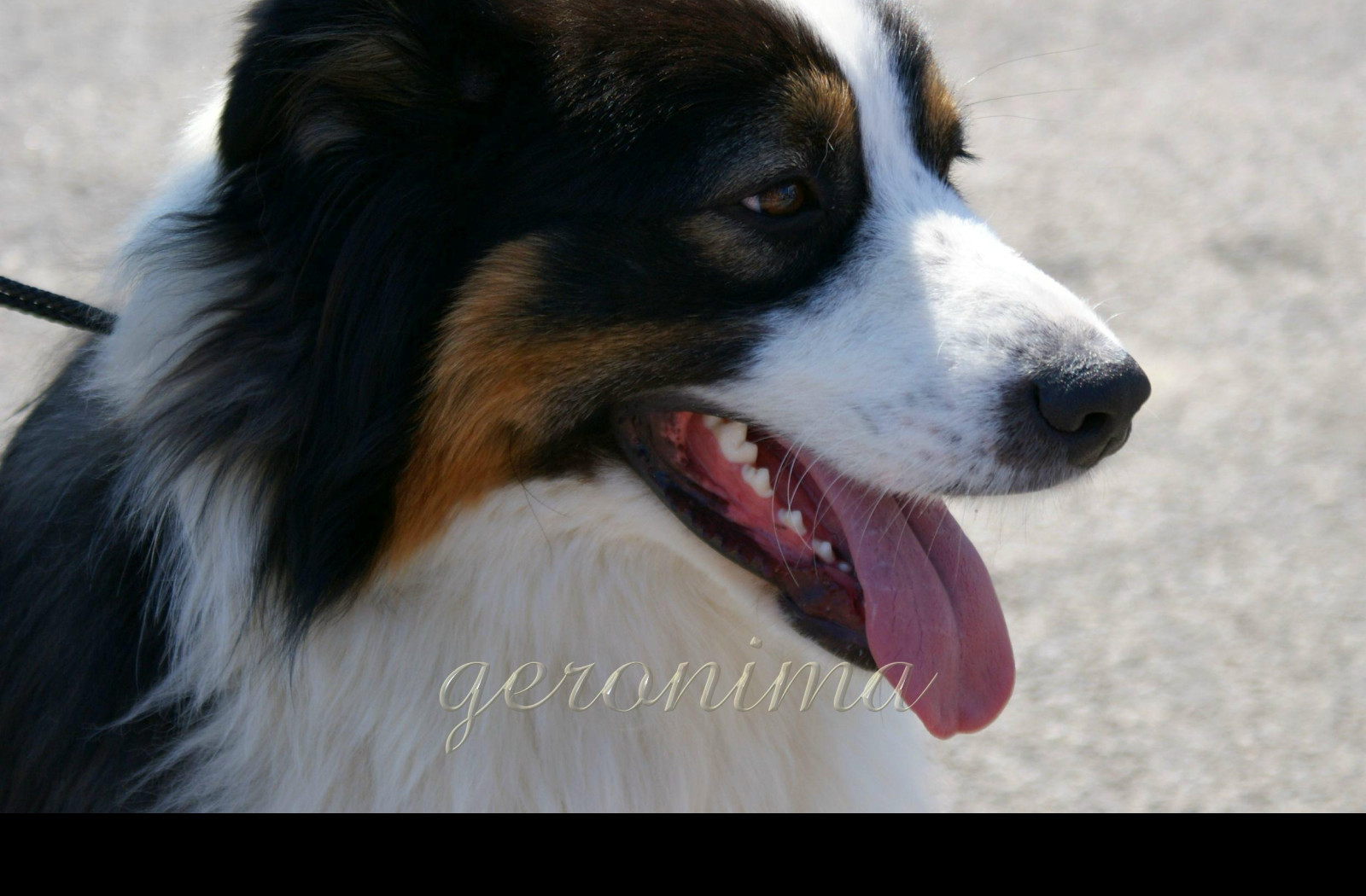 Tapeta _australian_shepherd_1