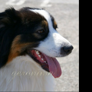 Tapeta _australian_shepherd_1