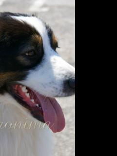 Tapeta _australian_shepherd_1