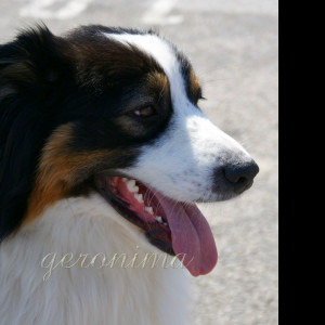 Tapeta _australian_shepherd_1