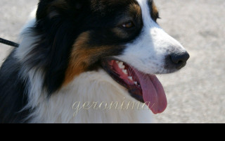 Tapeta _australian_shepherd_1