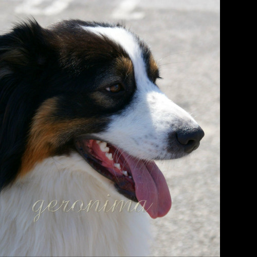 Tapeta _australian_shepherd_1