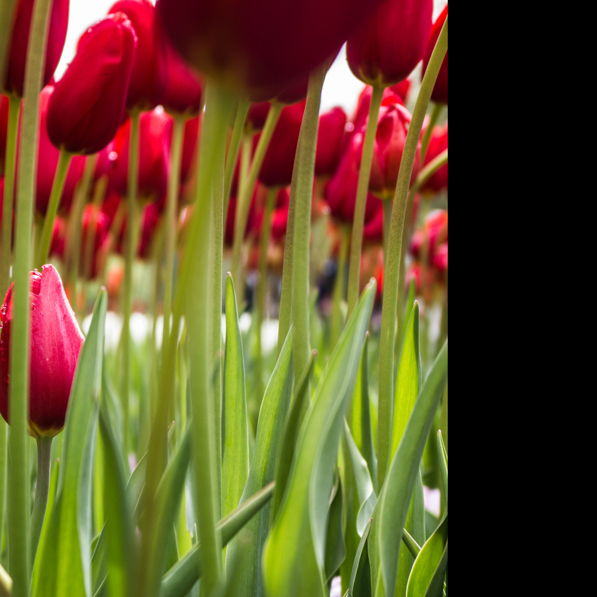 Tapeta _cervene_tulipany
