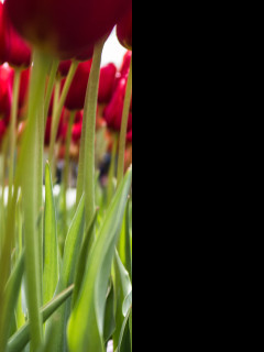 Tapeta _cervene_tulipany