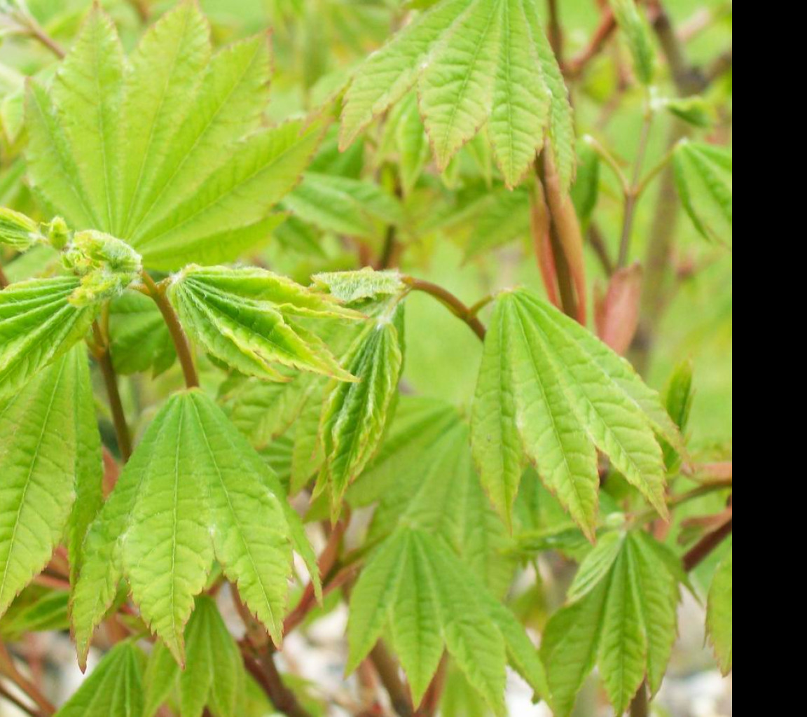 Tapeta acer_