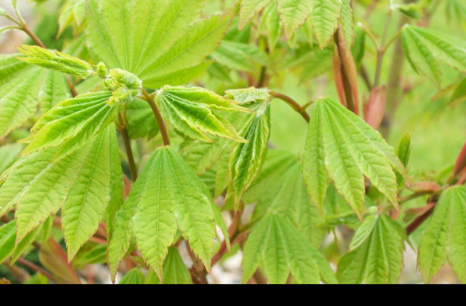 Tapeta acer_