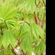 Tapeta acer_