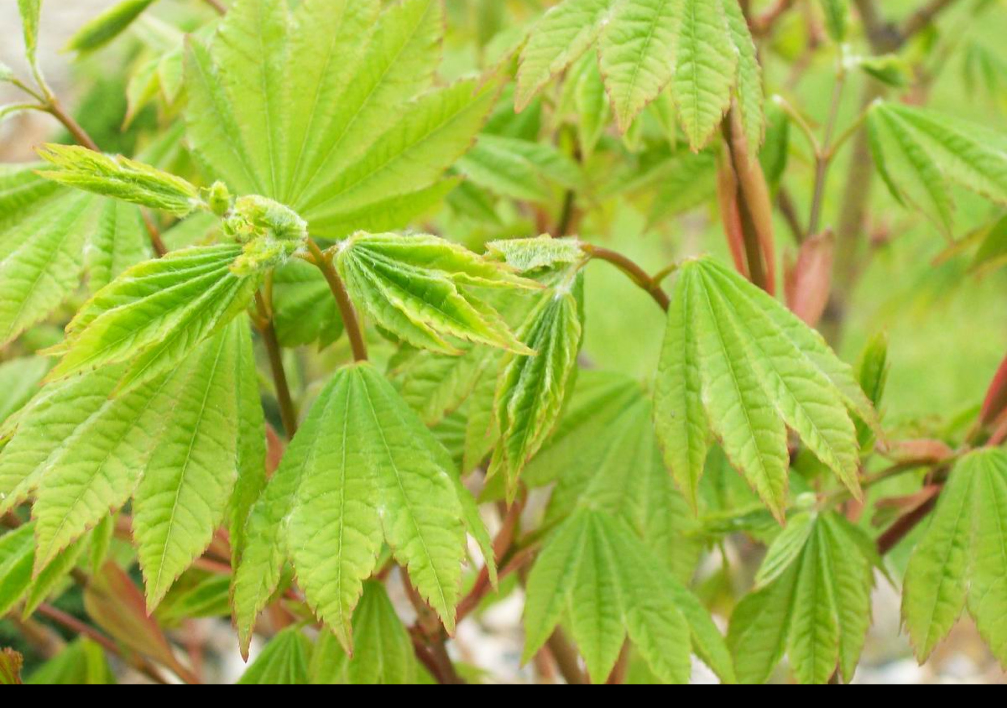Tapeta acer_