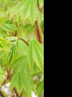 Tapeta acer_