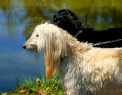 Tapeta Afghan Hound