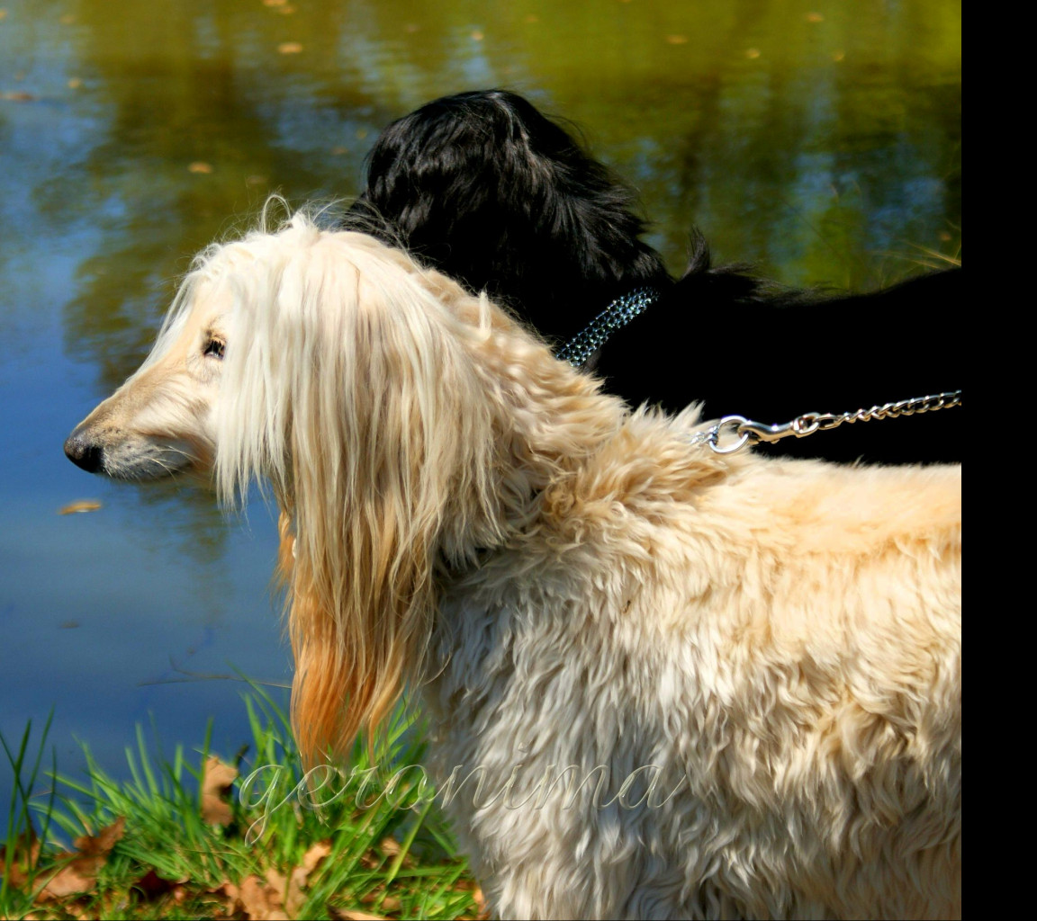 Tapeta afghan_hound