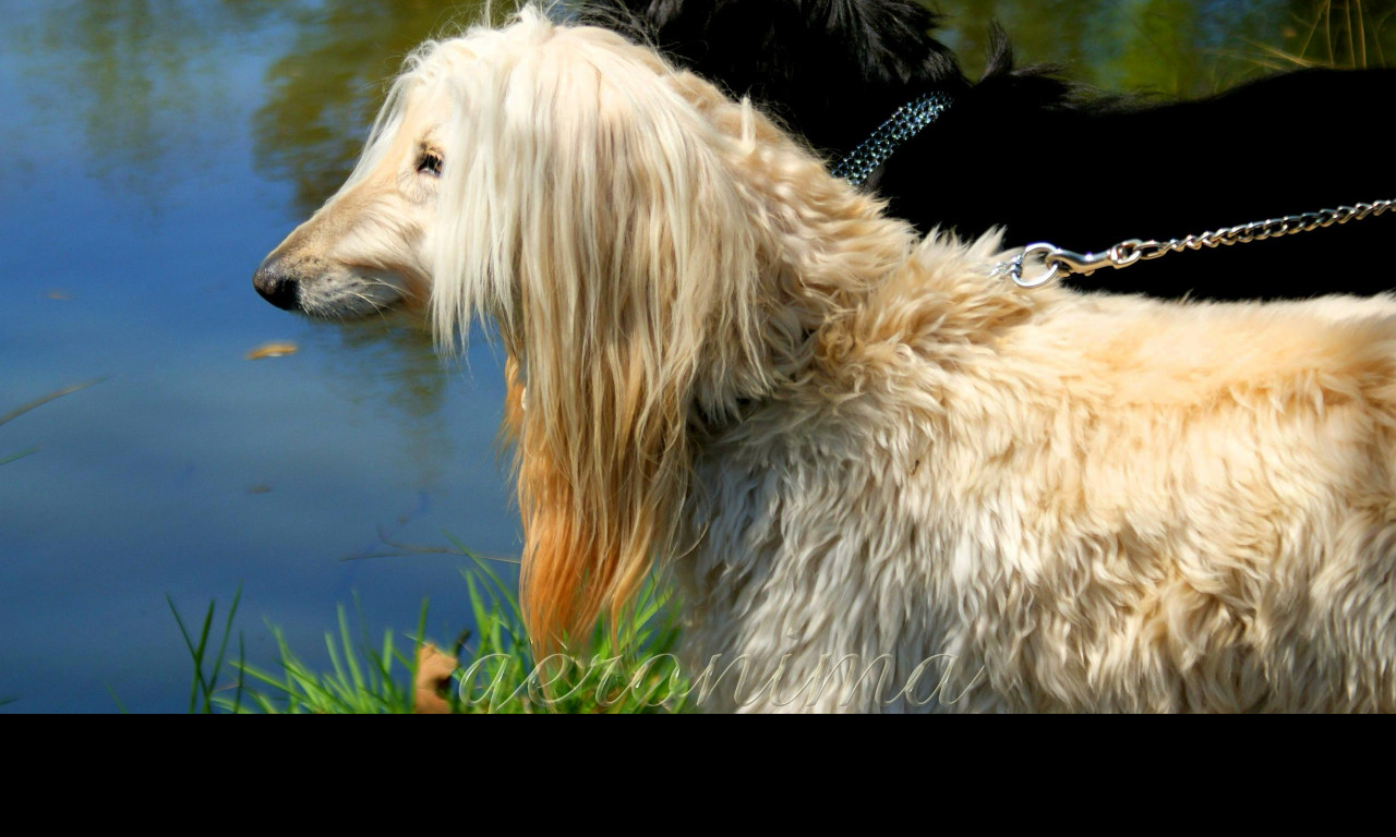 Tapeta afghan_hound