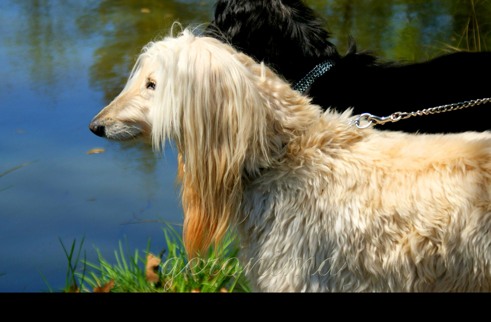 Tapeta afghan_hound