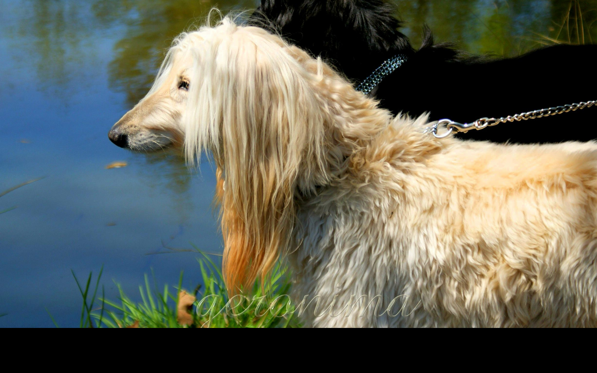 Tapeta afghan_hound