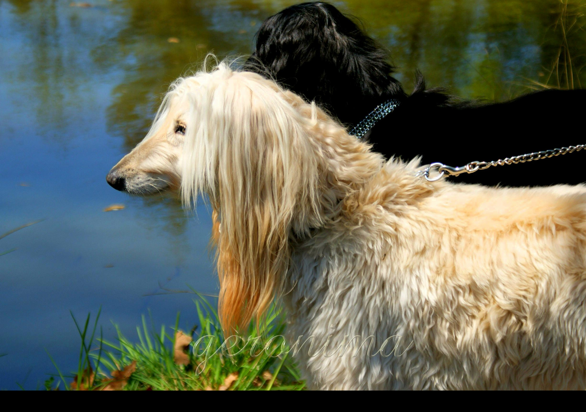 Tapeta afghan_hound