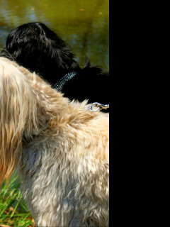 Tapeta afghan_hound