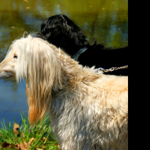 Tapeta afghan_hound