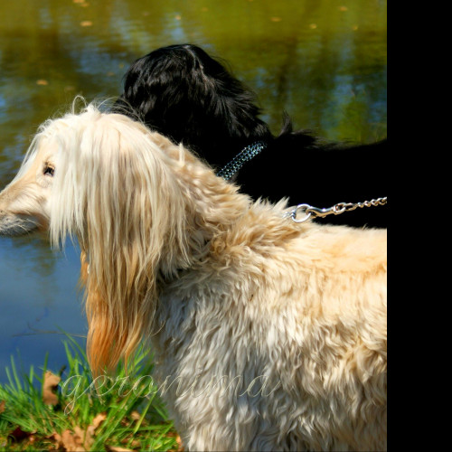 Tapeta afghan_hound