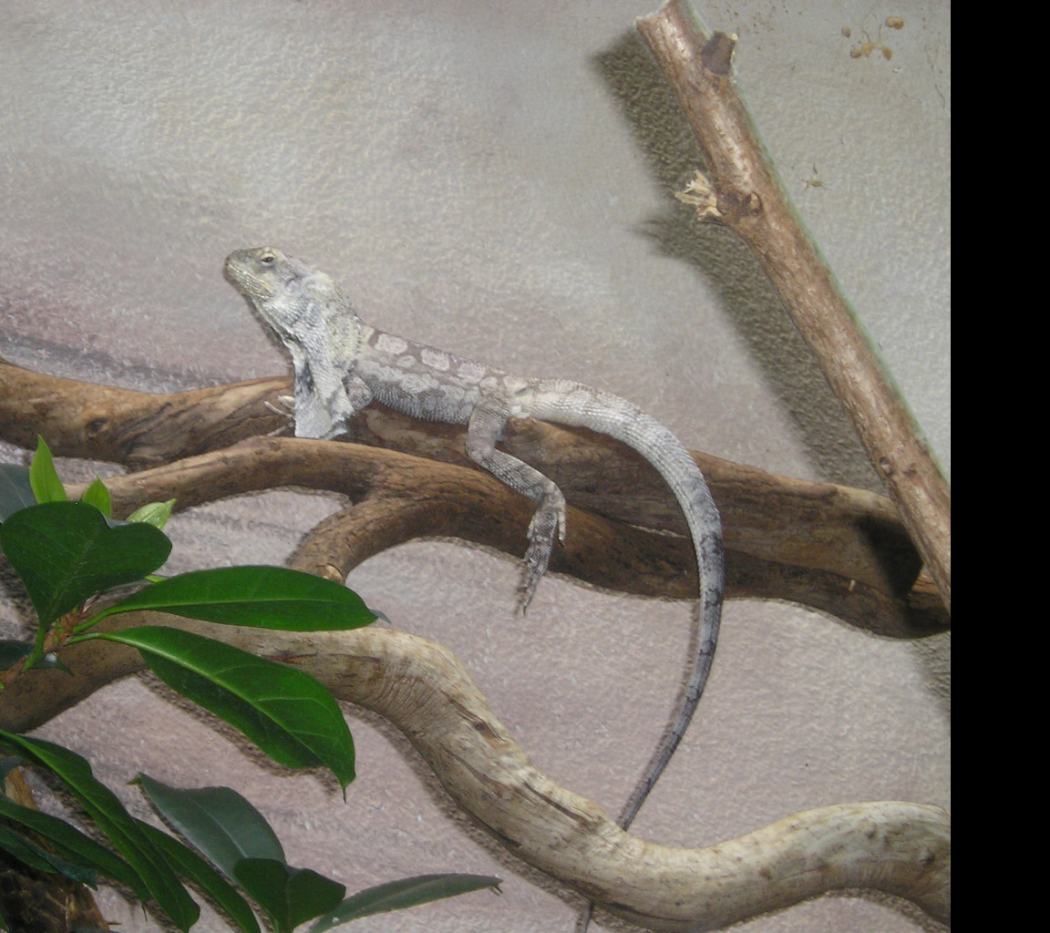 Tapeta agama_dk