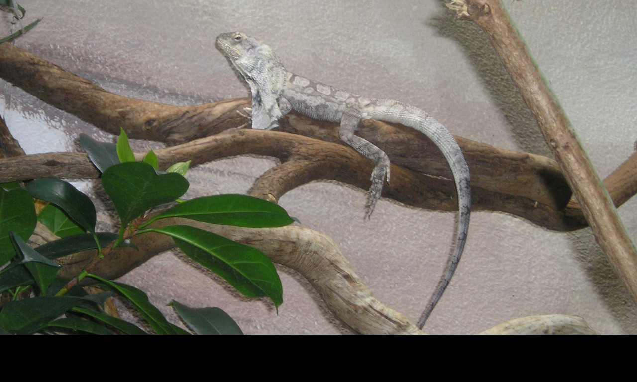 Tapeta agama_dk