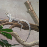 Tapeta agama_dk