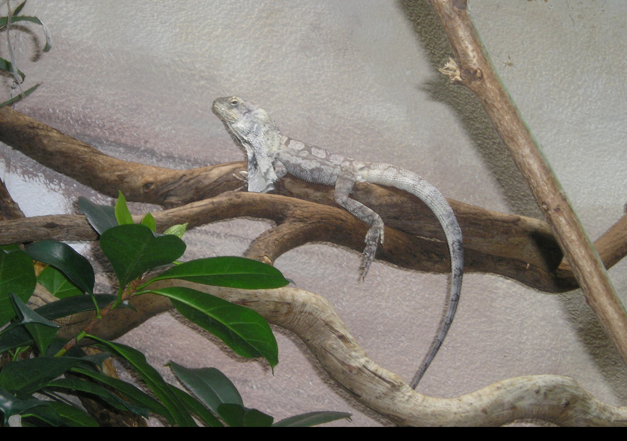 Tapeta agama_dk