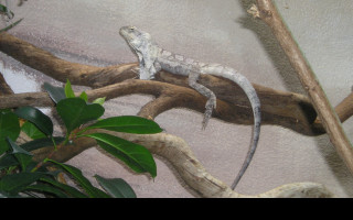Tapeta agama_dk