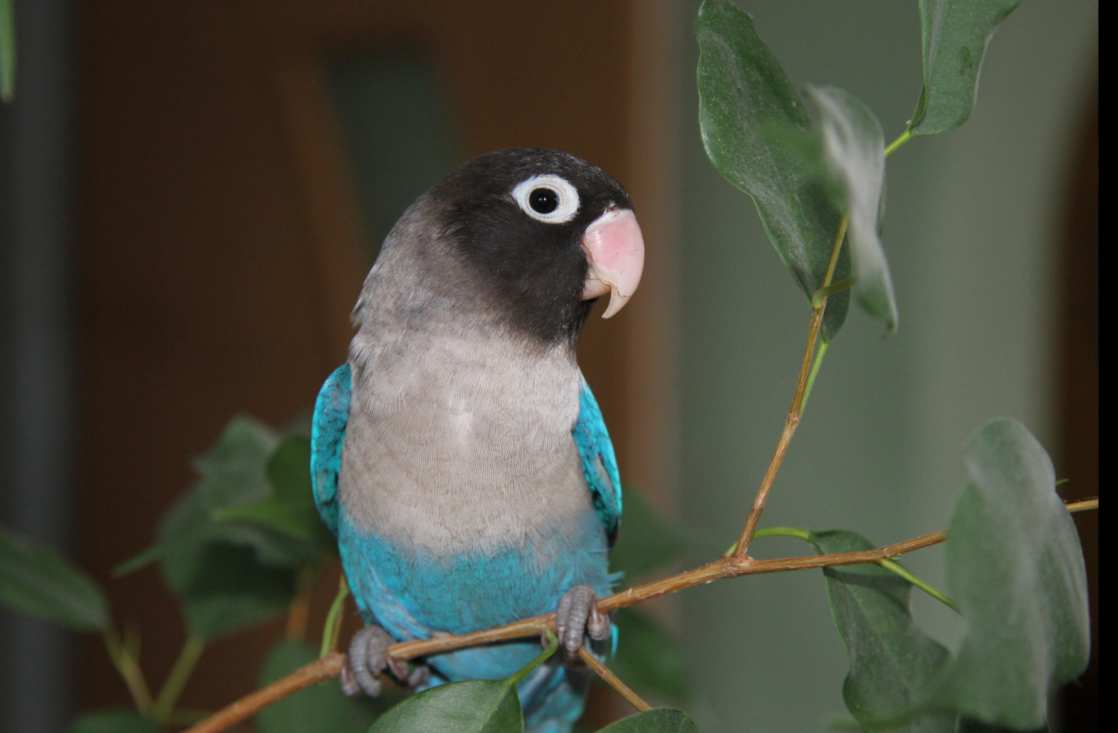 Tapeta agapornis_skraboskovy