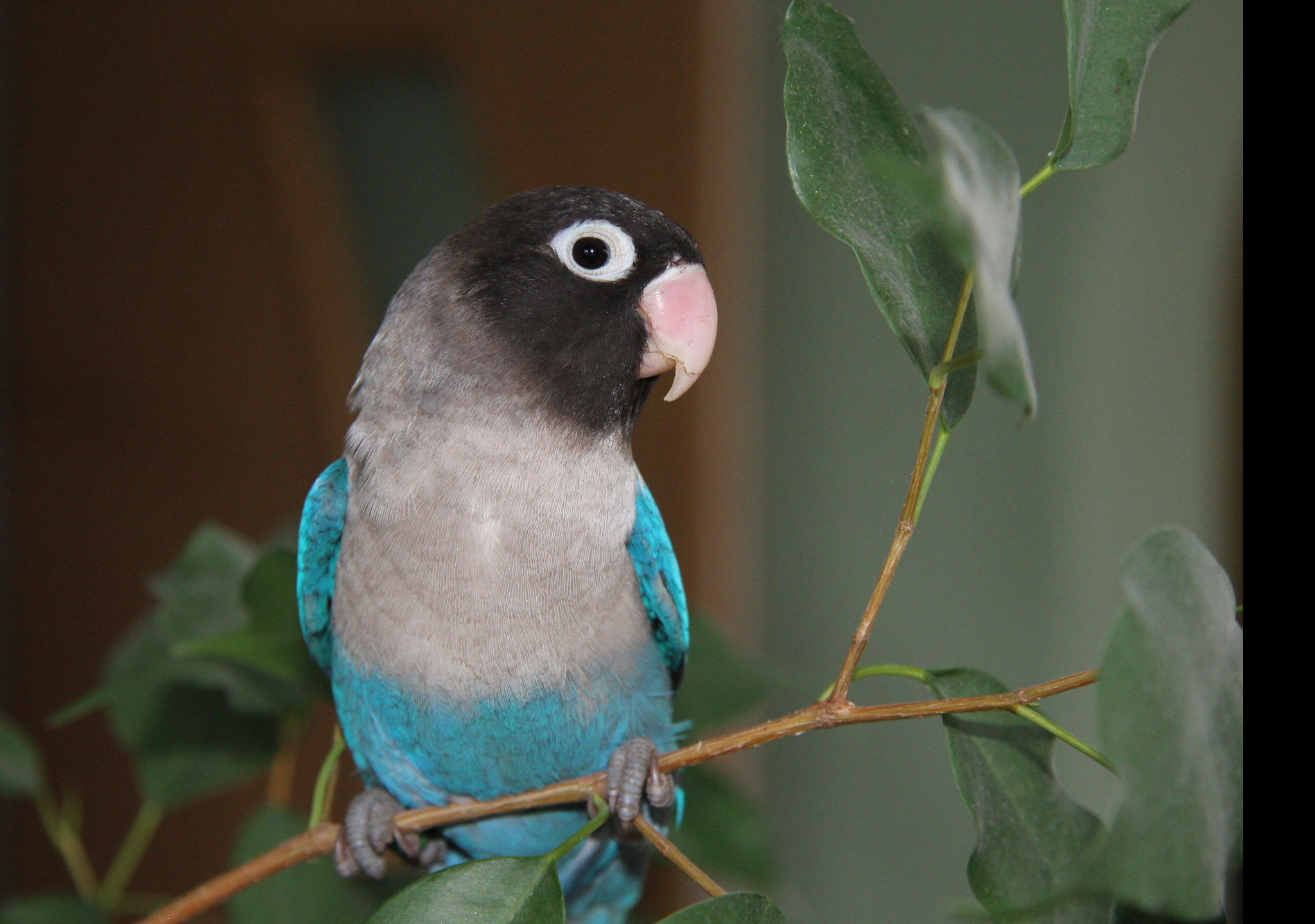 Tapeta agapornis_skraboskovy