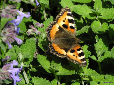 Tapeta: Aglais urticae