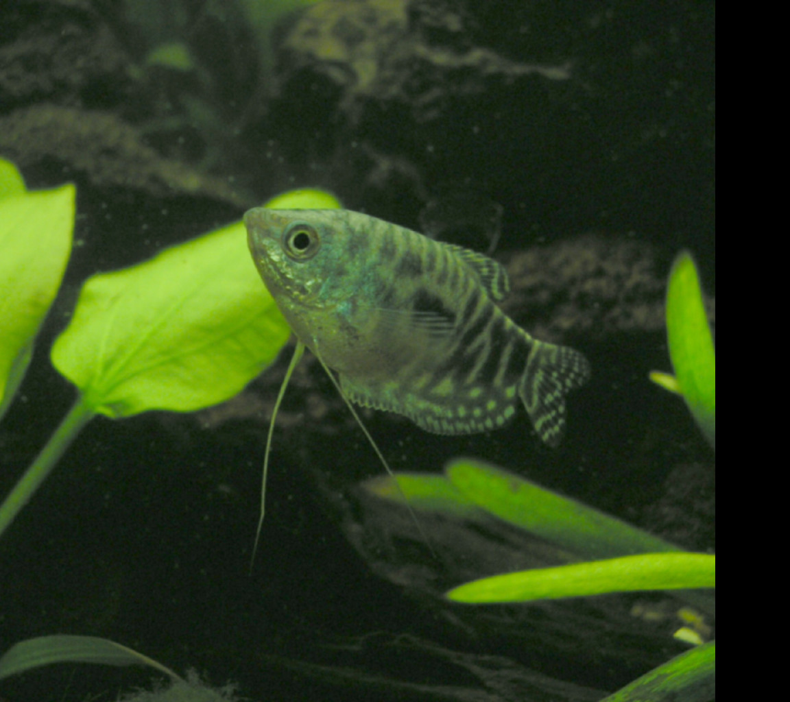 Tapeta akvarium