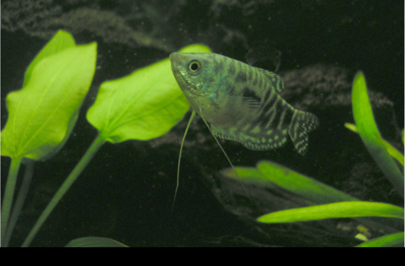 Tapeta akvarium