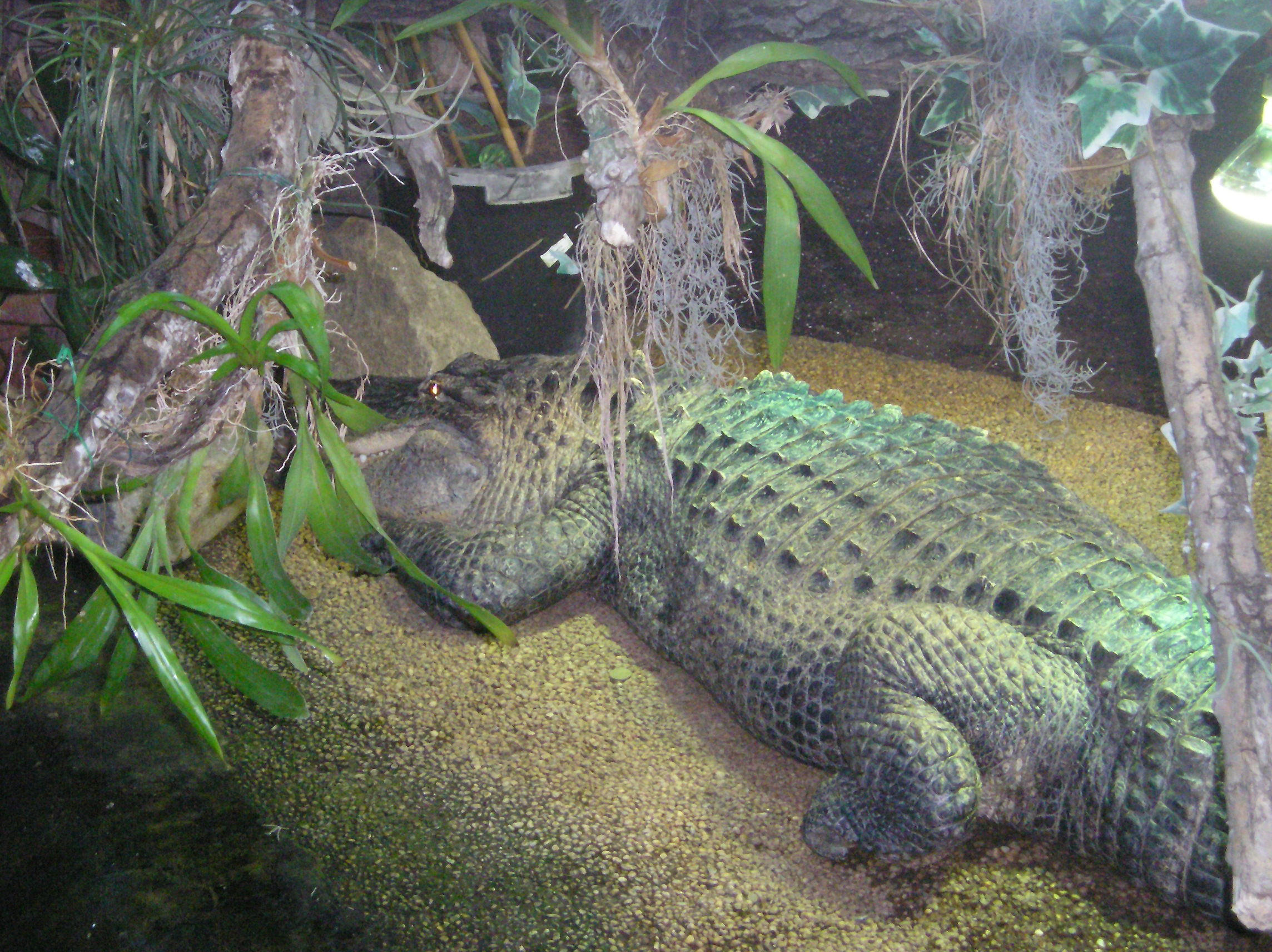 Tapeta aligator
