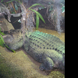 Tapeta aligator