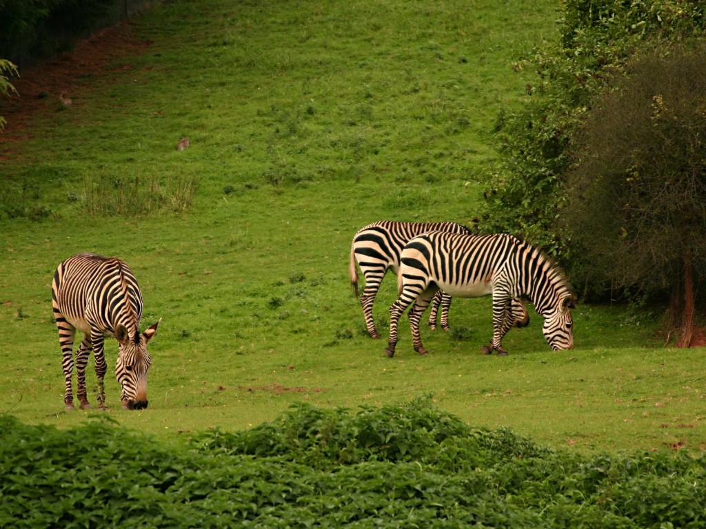 Tapeta aloadozebras