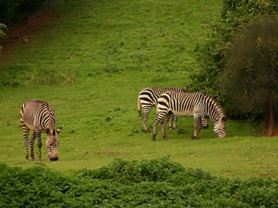 Tapeta: A load o' zebras