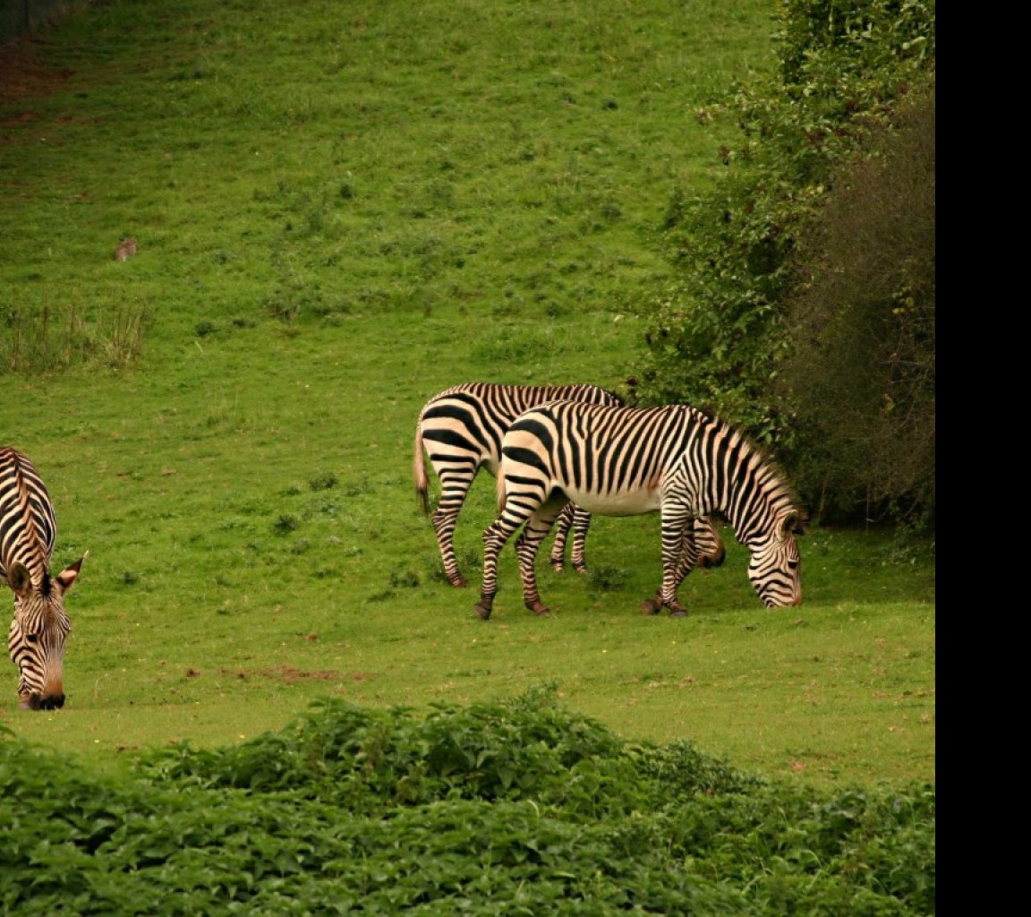 Tapeta aloadozebras