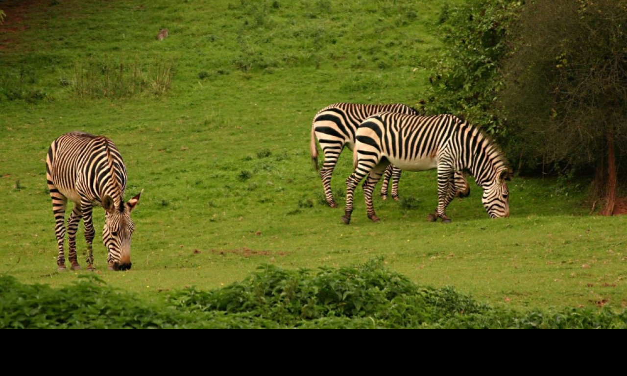 Tapeta aloadozebras