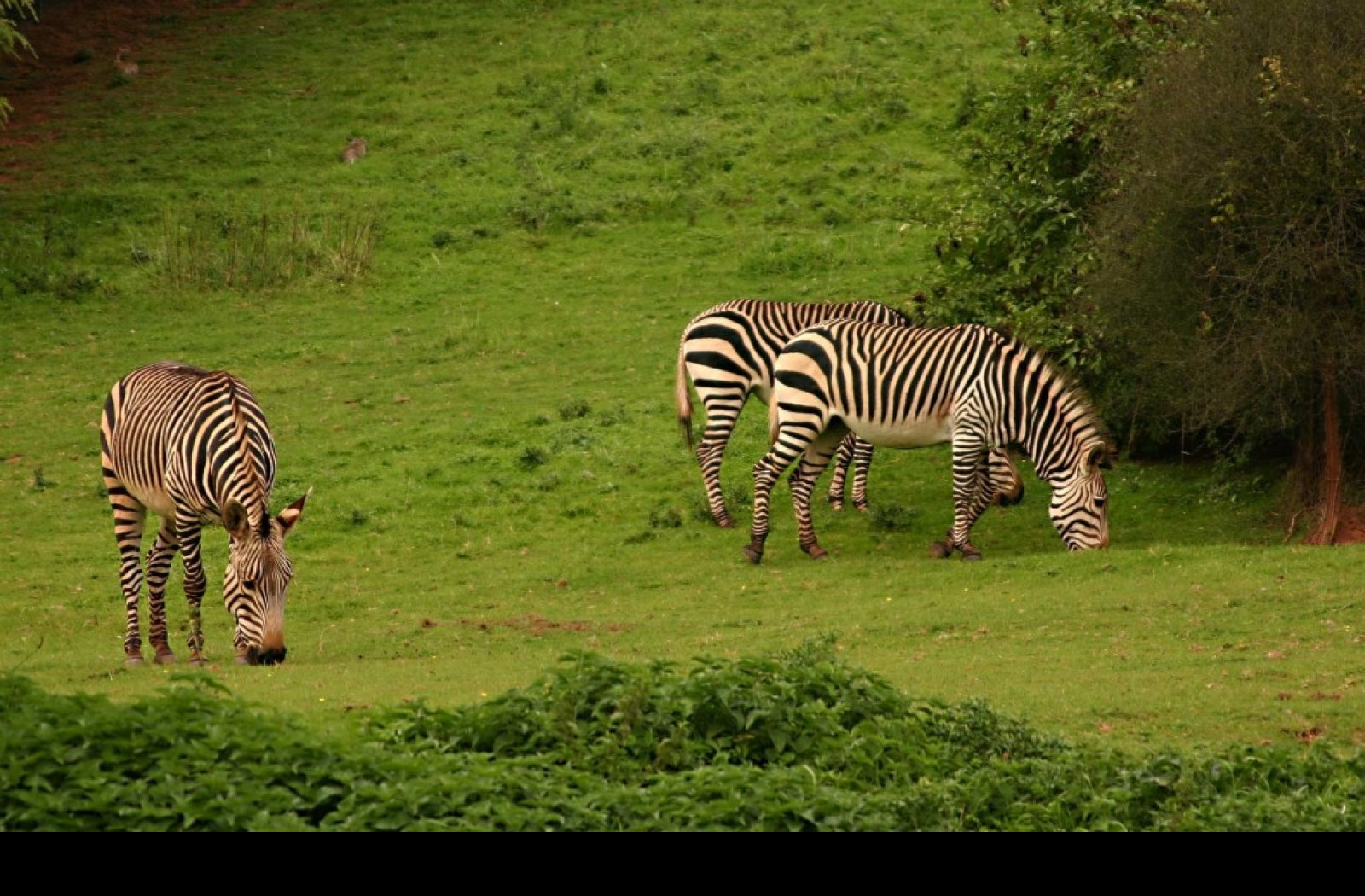 Tapeta aloadozebras