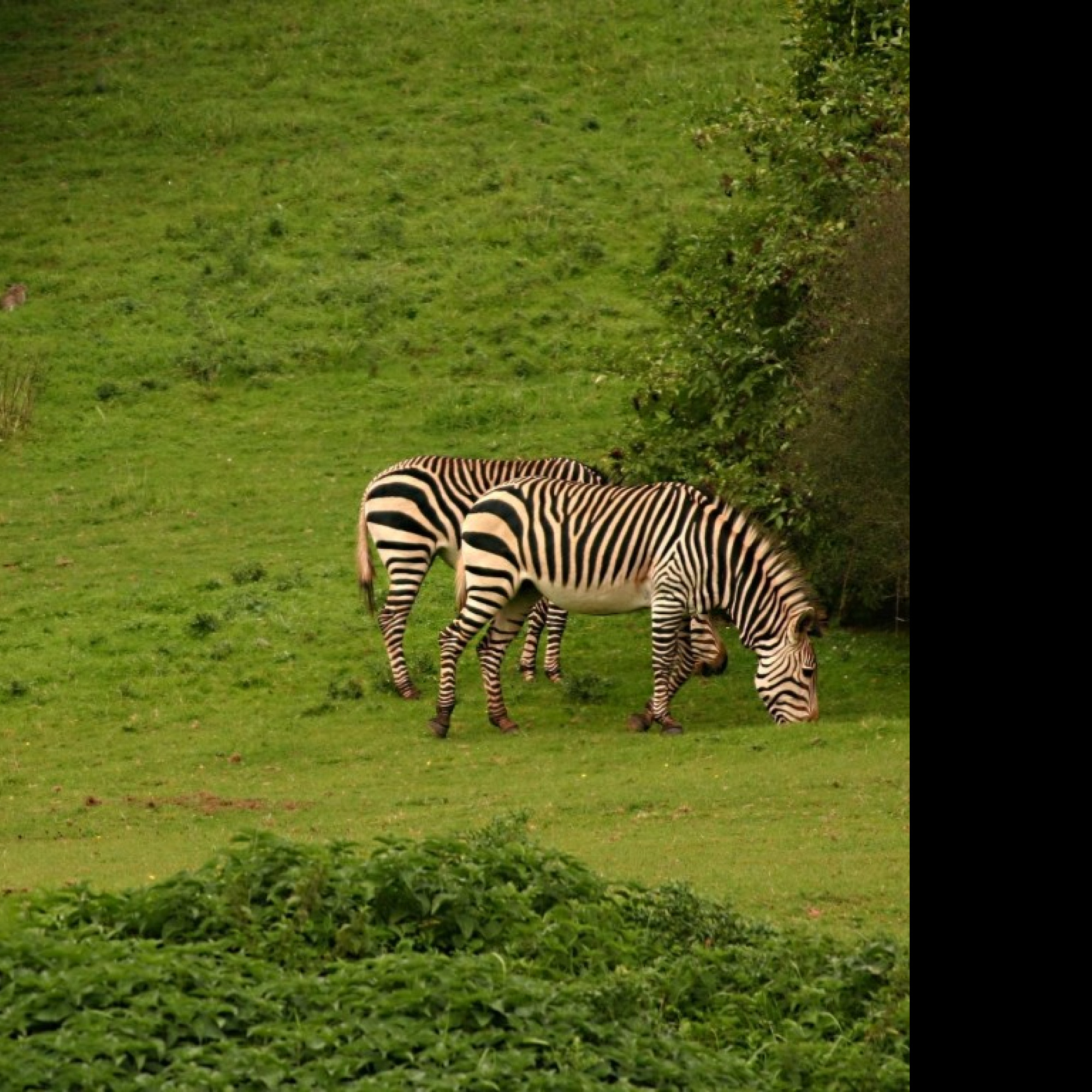 Tapeta aloadozebras