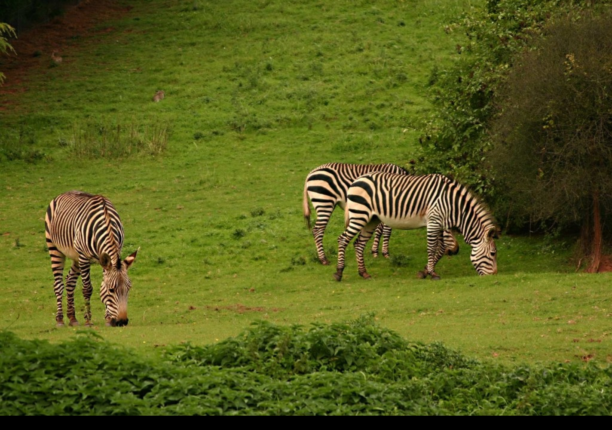 Tapeta aloadozebras